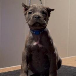 Spell - Gray brindle male Cane Corso puppy in Houston, Texas from Mortaio Cane Corso