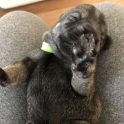 Standard Schnauzer Puppies from Uhlan Standard Schnauzers