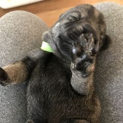Standard Schnauzer Puppies from Uhlan Standard Schnauzers
