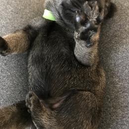 Standard Schnauzer Puppies from Uhlan Standard Schnauzers