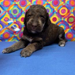 Blue - Brown male Poodle puppy in Houma, Louisiana from Smart Azz Poodles
