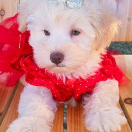 Cyndi - Wheaten female Miniature Schnauzer puppy in Texas from Blue Rose's Schnauzers