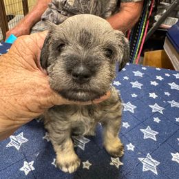 Bluey - Salt and pepper male Miniature Schnauzer puppy in Comanche, Texas from Circle R Sidney