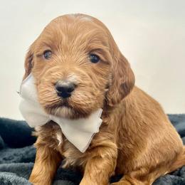 White Male - Apricot male Goldendoodle puppy in Great Falls, Montana from Montana Goldendoodles