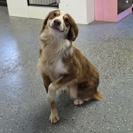 Cerise - Miniature Australian Shepherd