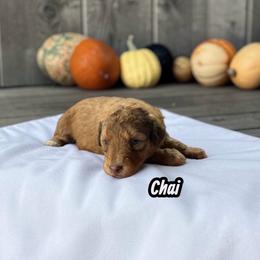 Chai - Sable female Aussiedoodle puppy in Ellenburg Center, New York from Kristin's Puppies