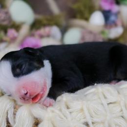 Rocket - Black tri male Miniature Australian Shepherd puppy in Melbourne, Florida from True Spirited Aussies