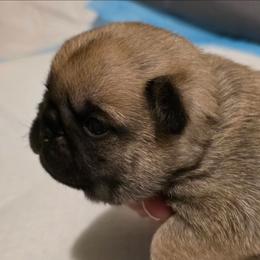 Vixen-Pink Collar - Fawn female Pug puppy in New Braunfels, Texas from Kex Pug Haus