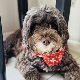 Marley - Portuguese Water Dog