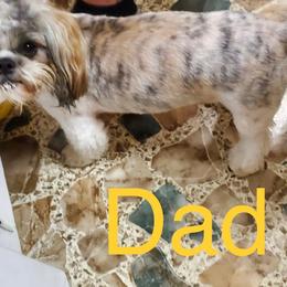King - Shih Tzu
