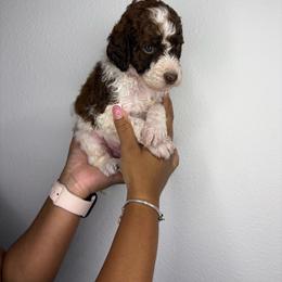Loki - Parti male Poodle puppy in Plant City, Florida from Empire Poodles