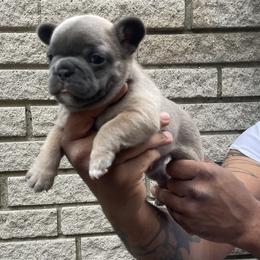 French Bulldog Puppies from Mid Coast Frenchies