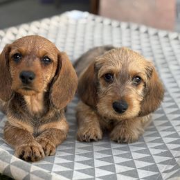 Dachshund Puppies from Passport Dachshunds