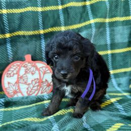 Wednesday (purple collar) - Phantom female Poodle puppy in Huntsville, Alabama from Flint River Poodles