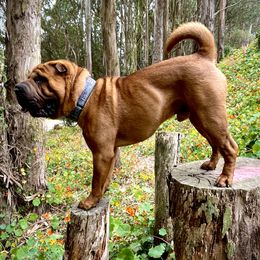 Mitchum - Chinese Shar-Pei