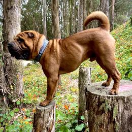 Mitchum - Chinese Shar-Pei