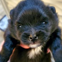 Tuxedo Jack - Black male Pomeranian puppy in Forsyth, Illinois from Brenda's Pomeranians - Amazing Grace Pomeranians