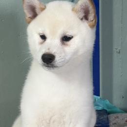 Sami - Cream male Shiba Inu puppy in Winthrop, Minnesota from Kayobi Shibas