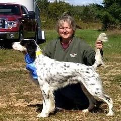 English Setters from Springpond Setters