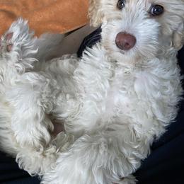 Goldendoodle Puppies from Two Ps in a Pod