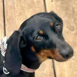 Dachshunds from Dachshund’s of Elko Farms