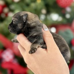 Teddy AKC Boy - Orange sable male Pomeranian puppy in Las Vegas, Nevada from POMS USA