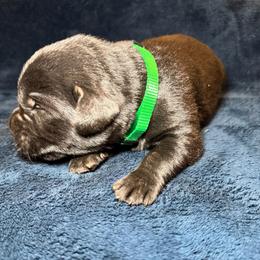 Brownie - Black male Labrador Retriever puppy in Marietta, South Carolina from Trust in the Lord Labradors