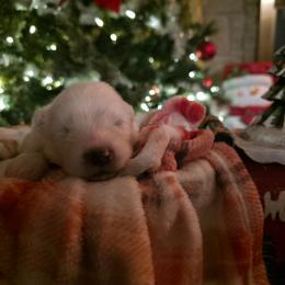 White - White male Samoyed puppy in San Antonio, Texas from Hill Country Samoyeds