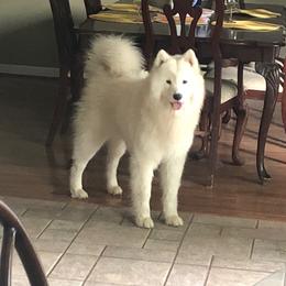 Tulip - Samoyed
