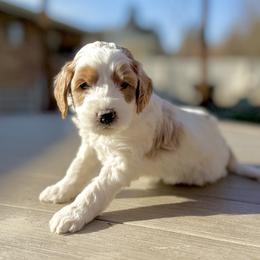 Red boy.Snickers - Parti male Goldendoodle puppy in Twin Falls, Idaho from Magic Valley Family Doodles