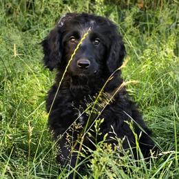 Orzo - Therapy or ESA prospect - Black female Goldendoodle puppy in Eugene, Oregon from Oregon's Oodles of poodles & doodles