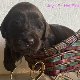 Black2 - Black female Australian Labradoodle puppy in Sedona, Arizona from Red Rock Doodles