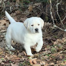 Drift - Yellow male Labrador Retriever puppy in Cave Junction, Oregon from Serenity Labradors