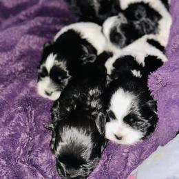 Shihpoo Puppies from Dws_kennelservices