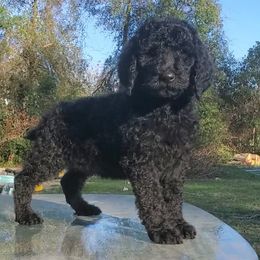 Daisy - Poodle puppy in Wellborn, Florida from Jeannie Doodles and Poodles