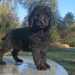 Daisy - Poodle puppy in Wellborn, Florida from Jeannie Doodles and Poodles