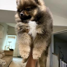 Pomeranian Puppies from Nel’s Pomeranians