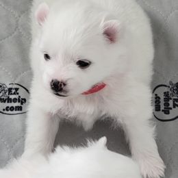 American Eskimo Dog Puppies from Diamond Storm Eskies