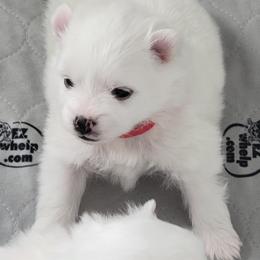 American Eskimo Dog Puppies from Diamond Storm Eskies