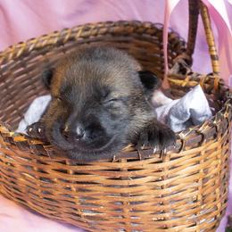 Yellow Collar Girl - Sable female German Shepherd puppy in Oxford, Arkansas from Atlas Shepherds