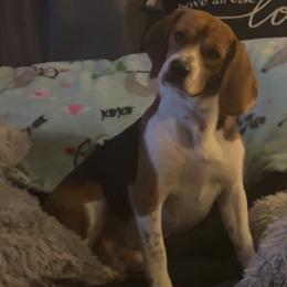 Scout - Beagle