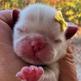 Jewel - White female Shih Tzu puppy in Dallas, Texas from Heart and Soul Shih Tzu