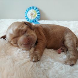 Boy 1 - Buff Cocker Spaniel puppy in Kountze, Texas from Southeast Texas Cocker Spaniels