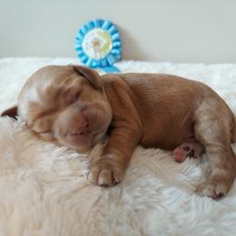 Boy 1 - Buff Cocker Spaniel puppy in Kountze, Texas from Southeast Texas Cocker Spaniels