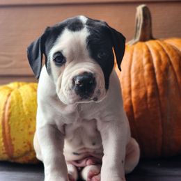 Vermithor - White and black male American Bulldog puppy in Colorado Springs, Colorado from Calamity K9s