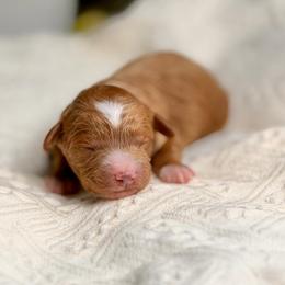 Zeppelin - Red  male Goldendoodle puppy in Queen Creek, Arizona from Goldendoodle AZ