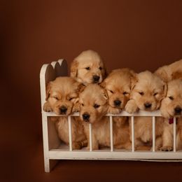 Golden Retriever Puppies from SmallTown Golden Retrievers
