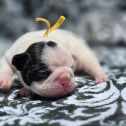 Yellow collar - White and brindle male French Bulldog puppy in Polk City, Florida from Best Friend Frenchies, LLC