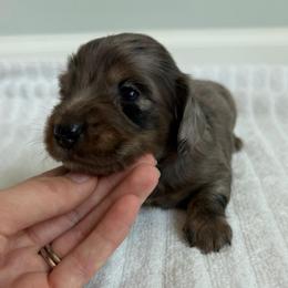 Boy 1 - Dapple male Dachshund puppy in Lancaster, South Carolina from Oakview Kennels