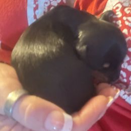 Dachshund All Grown Up from Neens Weens Kennels